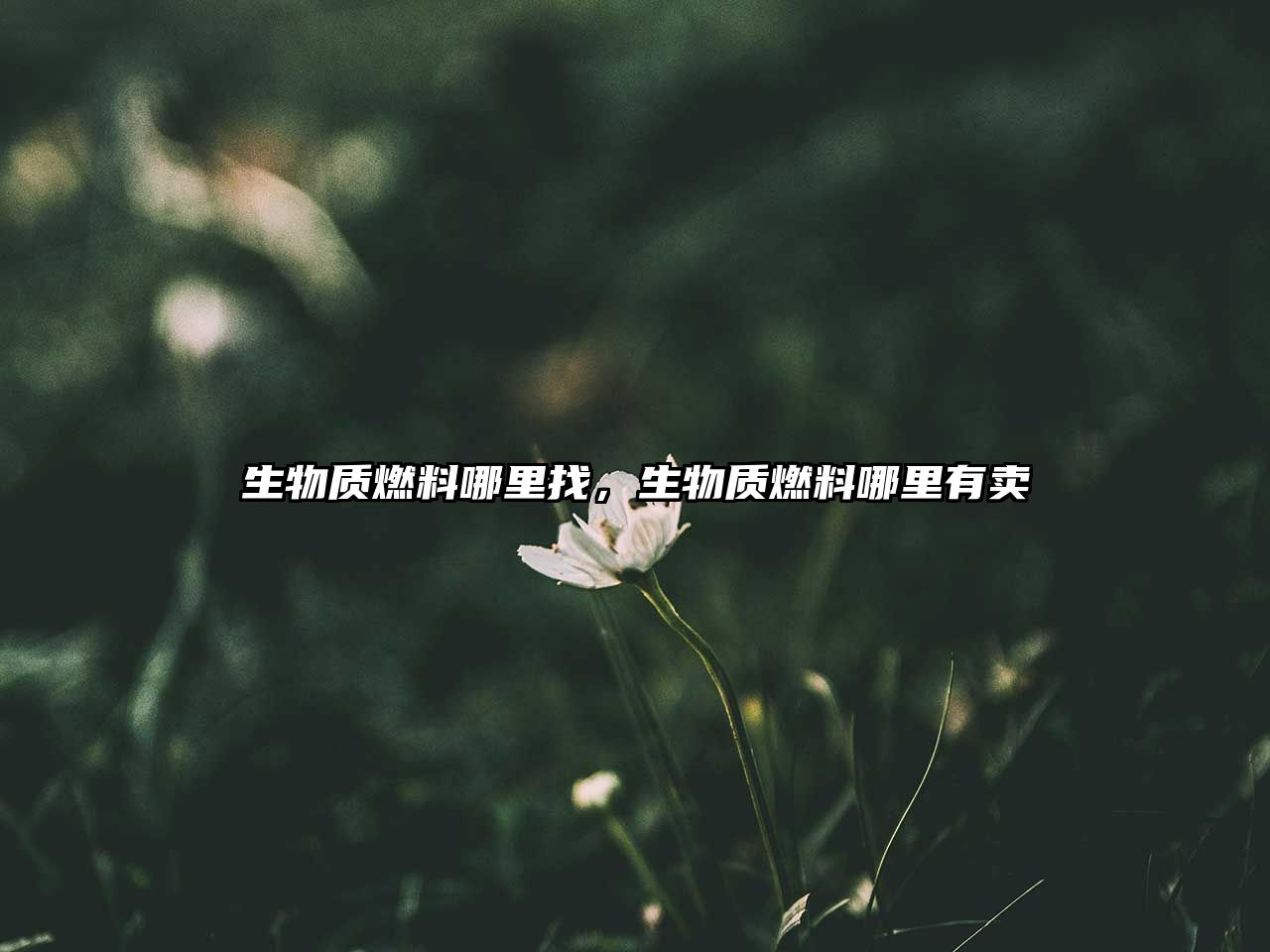 生物質(zhì)燃料哪里找，生物質(zhì)燃料哪里有賣(mài)